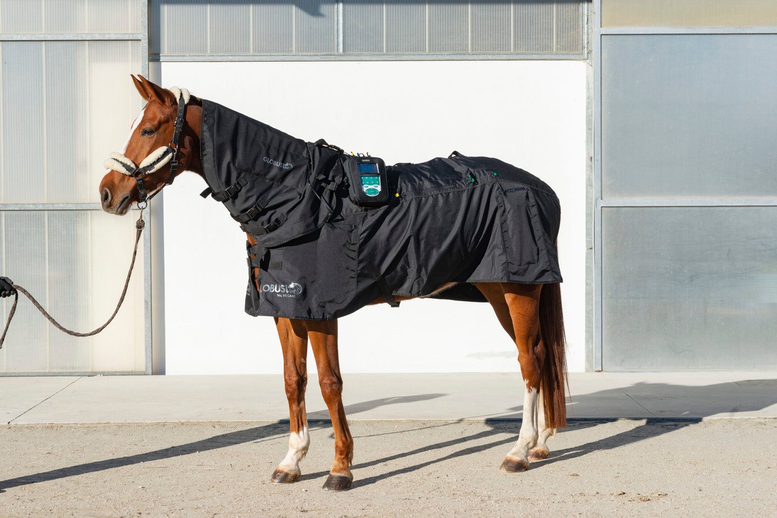 Veterinary magnetotherapy for small animals & horses