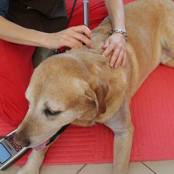 Vet treating a dog