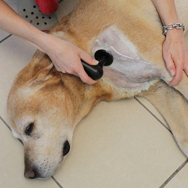 Veterinary TECAR therapy for small animals & horses